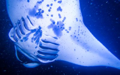 My Daughter’s 2nd Birthday on Top of One of the World’s Most Active Volcanoes & Swimming with Manta Rays at Night, Hawaii