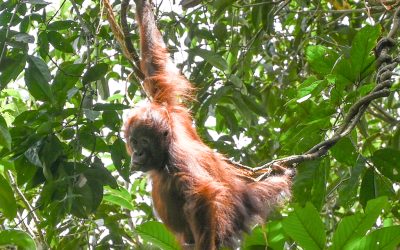 Wild Orangutan Spotting in the Lowland Rainforests of Sanggata Kutai National Park, Kalimantan