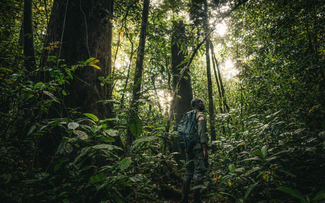 Into the Jungle: Sapo National Park and Liberia’s War-Torn Past